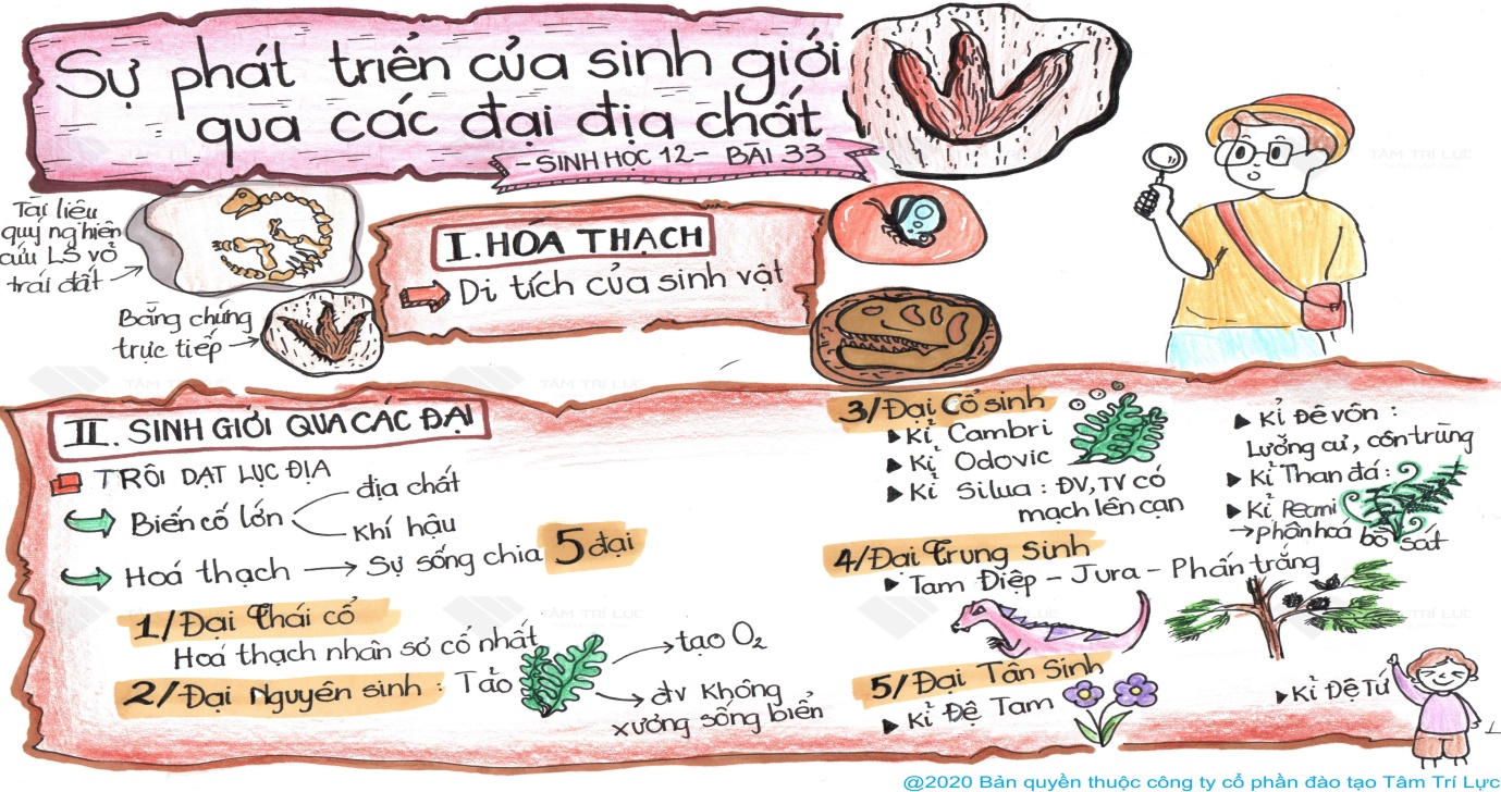 Bài 33: Sự phát triển của sinh giới qua các đại địa chất - Hoc24