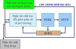 Sinh học 12 Bài 44: Chu trình sinh địa hóa và sinh quyển