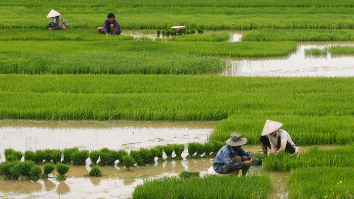 CESTI - Sự lan truyền của nghề trồng lúa nước vào thời cổ đại tại Đông Nam  Á.