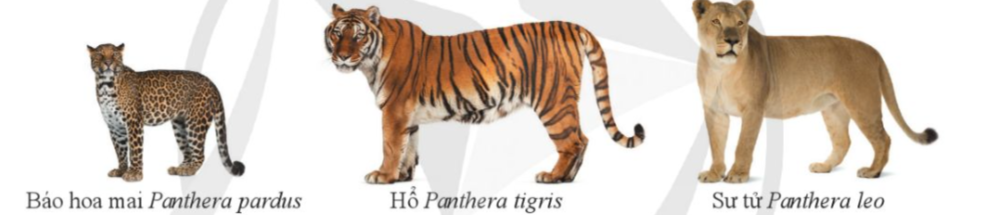 A tiger standing on a white background

Description automatically generated