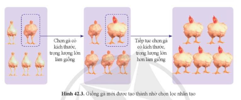 A chicken diagram with text and images

Description automatically generated with medium confidence