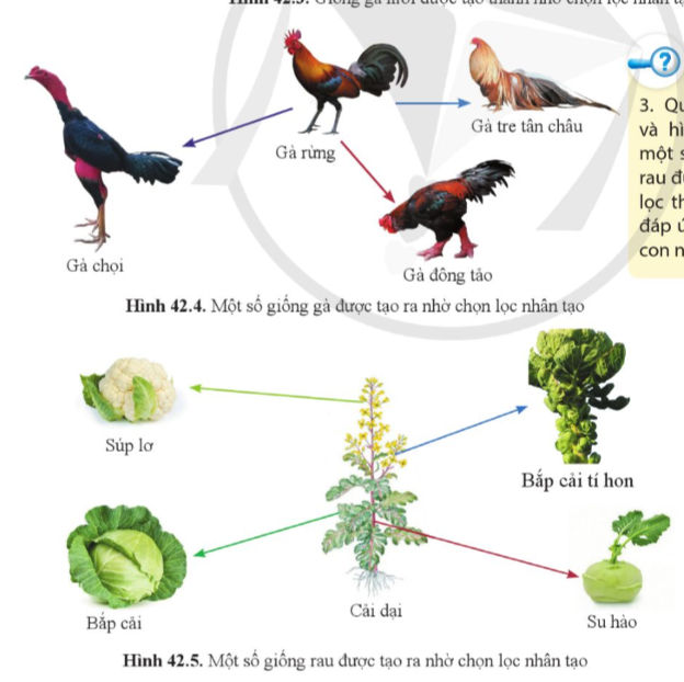 A diagram of a rooster

Description automatically generated