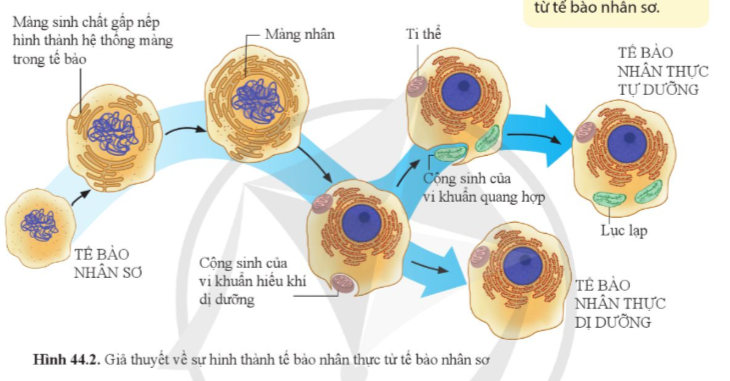 A diagram of cell division

Description automatically generated