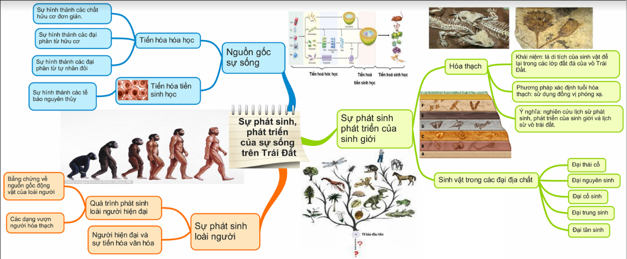 Ôn tập Sinh học 12 Chương 2 Sự phát sinh và phát triển sự sống trên Trái Đất