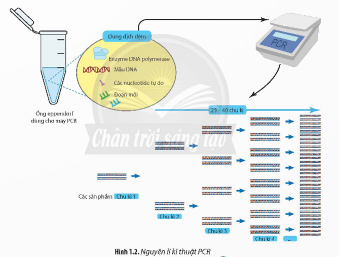 A diagram of a dna analysis

Description automatically generated