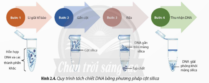 A diagram of a dna test

Description automatically generated