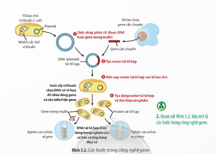 A diagram of a cell

Description automatically generated