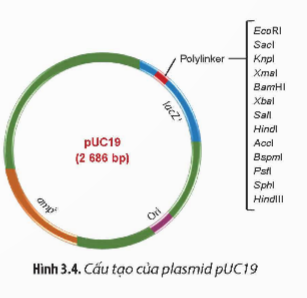 A diagram of a circle with text

Description automatically generated with medium confidence