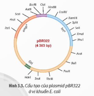 A diagram of a cell

Description automatically generated