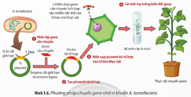 A diagram of a cell

Description automatically generated