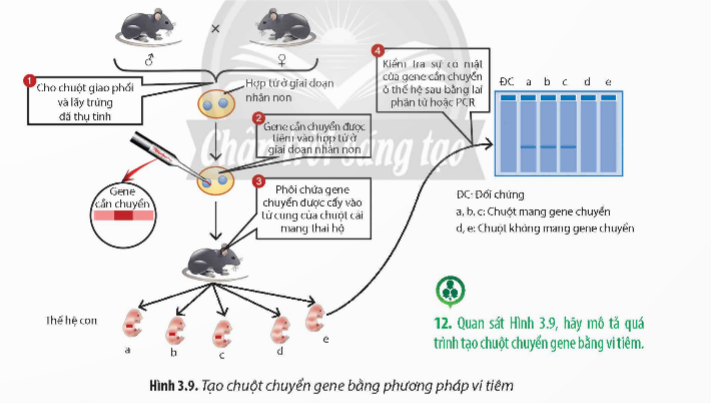 A diagram of a mouse

Description automatically generated