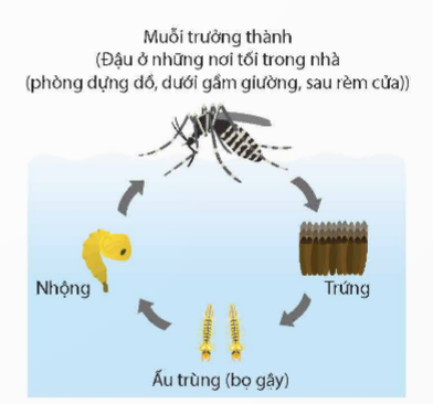 A diagram of a mosquito

Description automatically generated