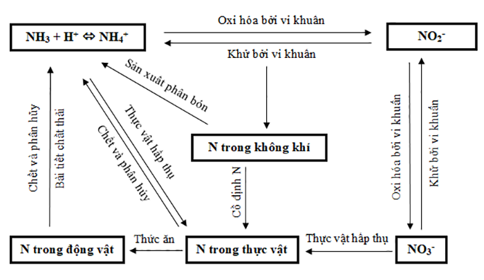 Quá trình nitrate hóa và phản nitrate hóa - Công ty TNHH Hữu Cơ Thuận Thiên
