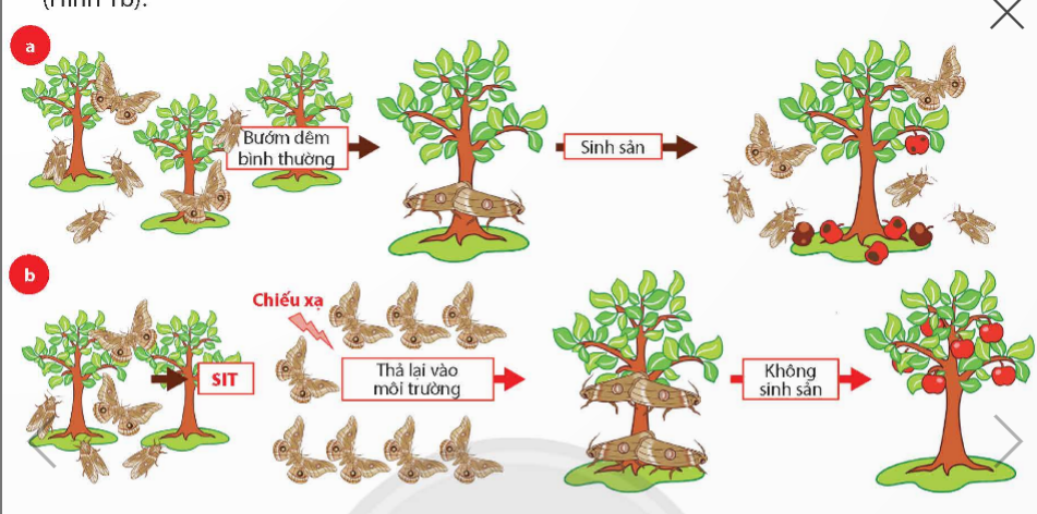 A diagram of a tree

Description automatically generated