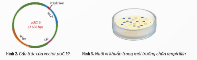 A petri dish with blue dots

Description automatically generated