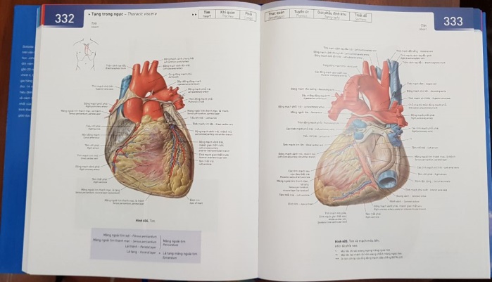 Sobotta Atlas Giải Phẫu Người