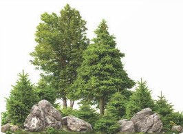 A group of trees and rocks

Description automatically generated