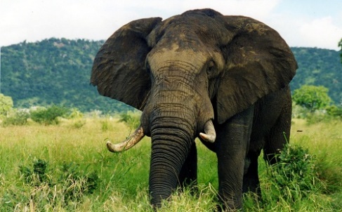 Chính xác, voi đồng cỏ châu Phi là động vật trên cạn lớn nhất thế giới -  VnExpress