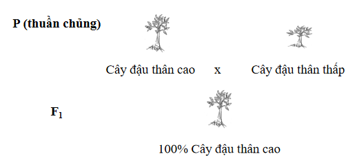 A group of trees with text

Description automatically generated