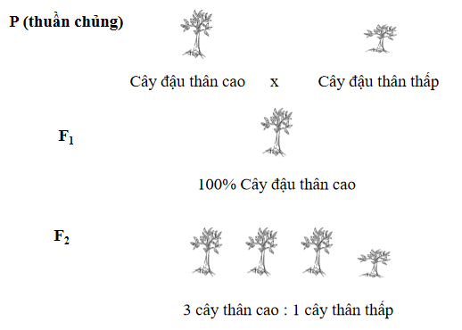 A group of trees with text

Description automatically generated