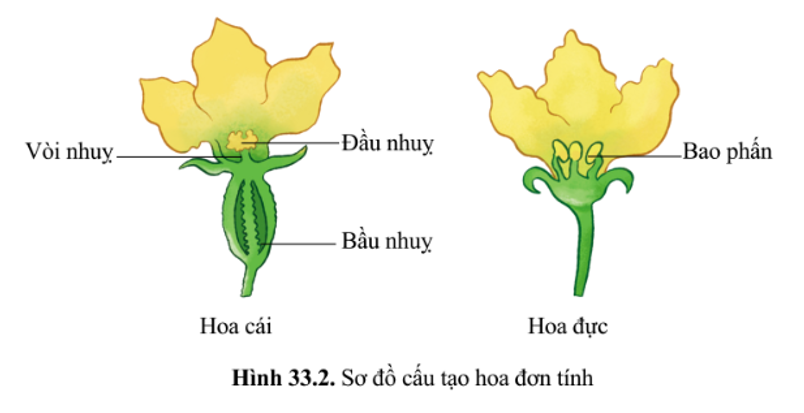 Quan sát hình 33.1, mô tả các bộ phận của hoa lưỡng tính