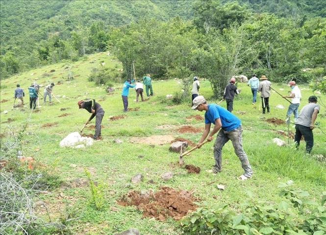 Bảo vệ rừng: Ninh Thuận phát triển rừng gắn với cải thiện sinh kế cho người  dân | baotintuc.vn