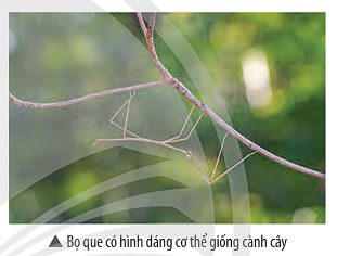 Ảnh có chứa cây cối, ảnh chụp màn hình, nhánh, Nhánh cây

Mô tả được tạo tự động