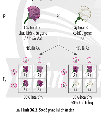 Ảnh có chứa văn bản, hoa, biểu đồ, ảnh chụp màn hình

Mô tả được tạo tự động