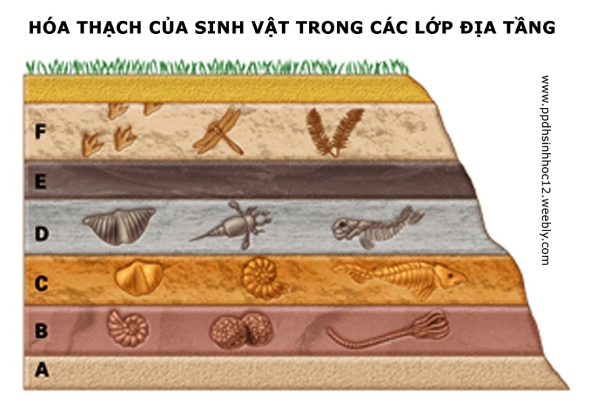 Bài 44: Sự phát triển của sinh giới qua các đại địa chất - PHƯƠNG PHÁP DẠY  HỌC SINH HỌC LỚP 12