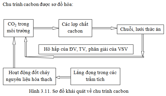 E-LEARNING] SINH HỌC 12: Bài 44 - Chu trình sinh địa hóa và sinh quyển