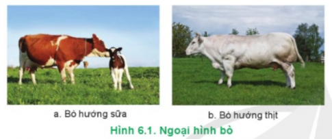 Hãy mô tả ngoại hình của vật nuôi trong Hình 6.1 và 6.2 phù hợp với hướng sản xuất