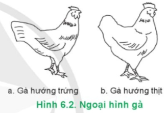 Hãy mô tả ngoại hình của vật nuôi trong Hình 6.1 và 6.2 phù hợp với hướng sản xuất