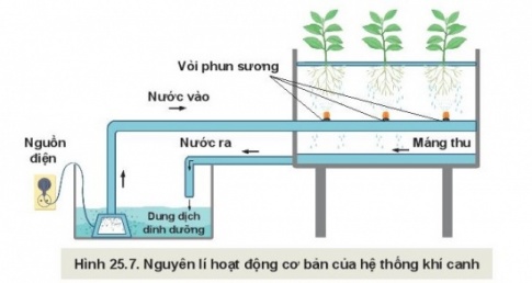 Giải bài 25 Công nghệ trồng cây không dùng đất