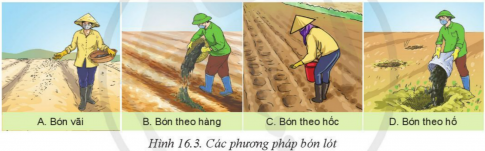 Giải bài 16 Quy trình trồng trọt