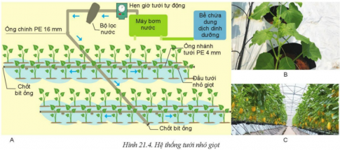 Giải bài 21 Công nghệ trồng cây không dùng đất