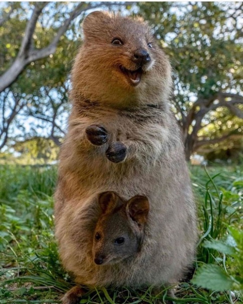 https://tech12h.com/sites/default/files/styles/inbody400/public/quokka-3.jpg?itok=qLhAPjZY