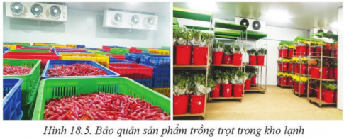 Giải bài 18 Ứng dụng công nghệ cao trong thu hoạch, bảo quản và chế biến sản phẩm trồng trọt