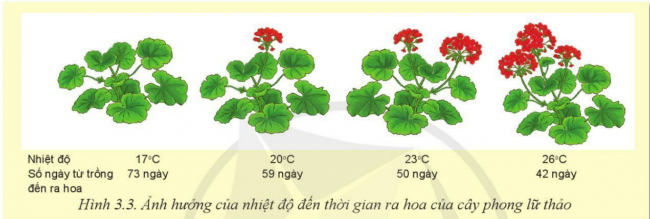 Giải bài 3 Mối quan hệ giữa cây trồng và các yếu tố chính trong trồng trọt