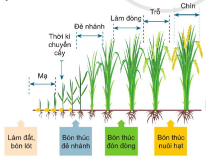 Giải công nghệ 7 cánh diều bài 2: Quy trình trồng trọt