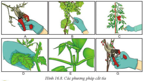 Giải bài 16 Quy trình trồng trọt