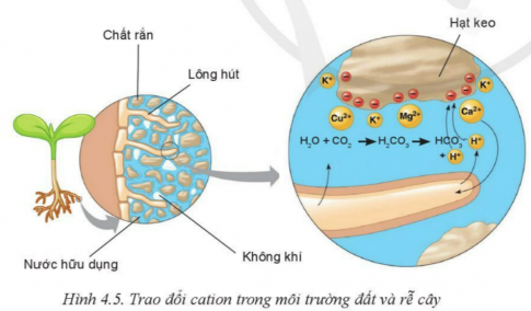 Giải bài 4 Thành phần và tính chất của đất trồng