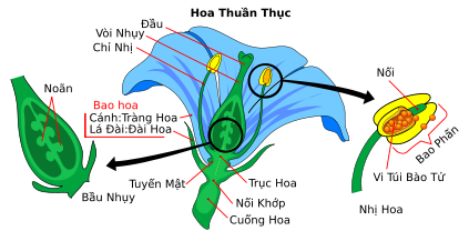 Sự khác biệt giữa loài hoa thụ phấn nhờ gió và thụ phấn nhờ côn trùng ...