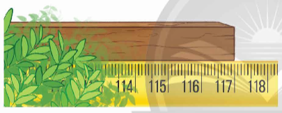 A ruler with a green plant

Description automatically generated with medium confidence