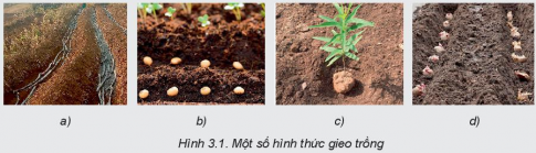 Giải bài 3 Gieo trồng, chăm sóc và phòng trừ sâu, bệnh cho cây trồng