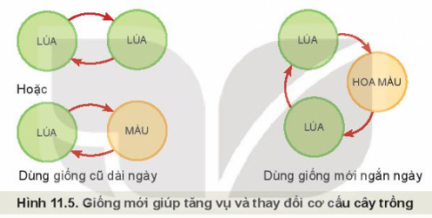 Giải bài 11 Khái niệm và vai trò của giống cây trồng