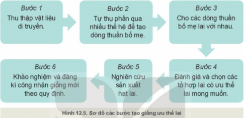 Giải bài 12 Một số phương pháp chọn, tạo giống cây trồng