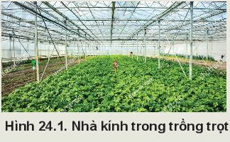 Giải bài 24 Một số công nghệ cao trong trồng trọt