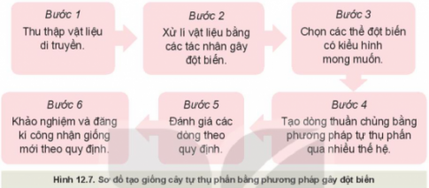 Giải bài 12 Một số phương pháp chọn, tạo giống cây trồng