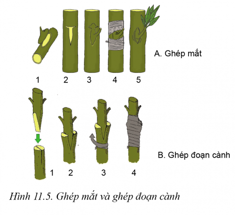 Giải bài 11 Phương pháp nhân giống cây trồng