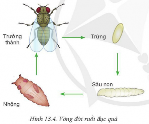 Giải bài 13 Sâu hại cây trồng